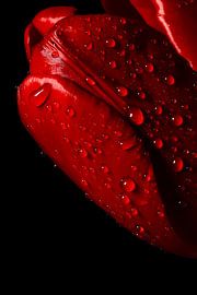 Red Tulip with Dewdrops by Art & Soul Creations