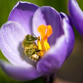 Bij in een krokus van Caroline Wirtz