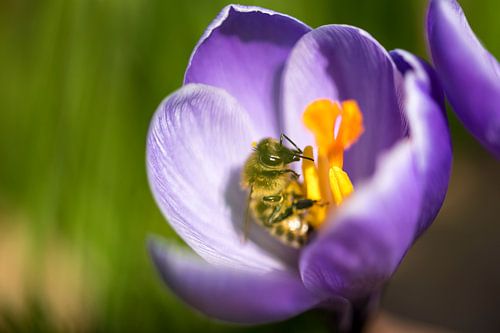 Biene in einem Krokus