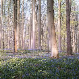 Malerischer Hallerbos - Hyazinthenfest IV von Daan Duvillier | Dsquared Photography