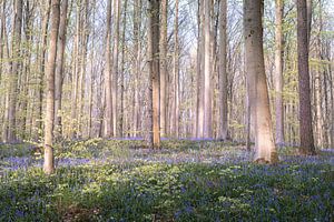 Hasenglöckchen Wald - Traumhaftes Licht