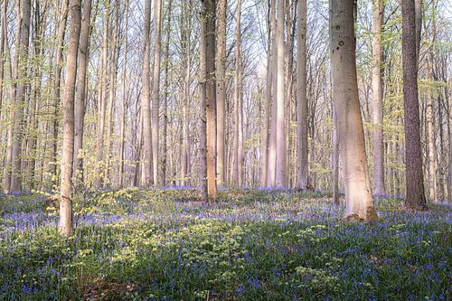Hasenglöckchen Wald - Traumhaftes Licht von Daan Duvillier | Dsquared Photography