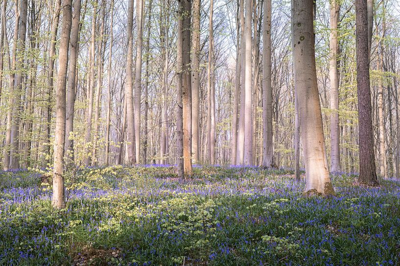 Schilderachtig Hallerbos - Hyacintenfestival IV van Daan Duvillier | Regio in de Kijker