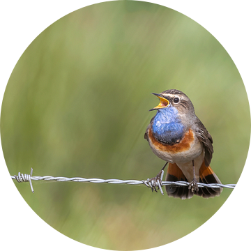 Blauwborst van Johan van den Bongaardt