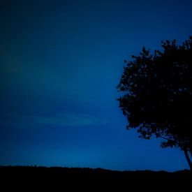 Boom bij nacht van Steven Groothuismink