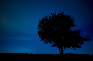 Tree at night sur Steven Groothuismink