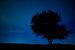 Tree at night sur Steven Groothuismink