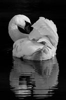 Birds | Black and white animals - Mute swan, Oostvaardersplassen