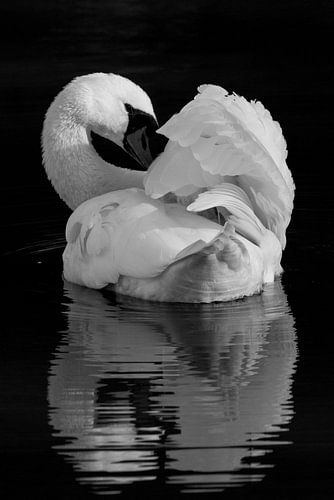 Vogels | Zwart wit dieren - knobbelzwaan, Oostvaardersplassen van Servan Ott