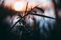 Sonnenuntergang von Chris Koekenberg Miniaturansicht