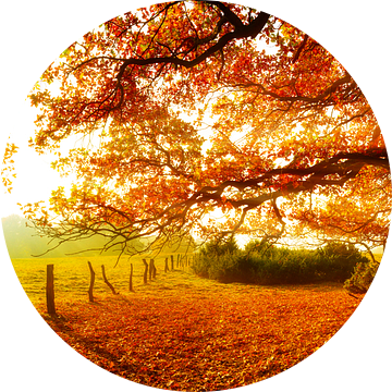 Herbstlandschaft bei Sonnenaufgang van Günter Albers