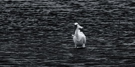 Der Löffler im See von Detlef Schöler Fotografie