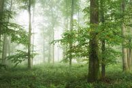 Une forêt verte dans la brume par Tobias Luxberg Aperçu