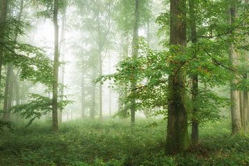Grüner Wald im Nebel - Panorama von Tobias Luxberg
