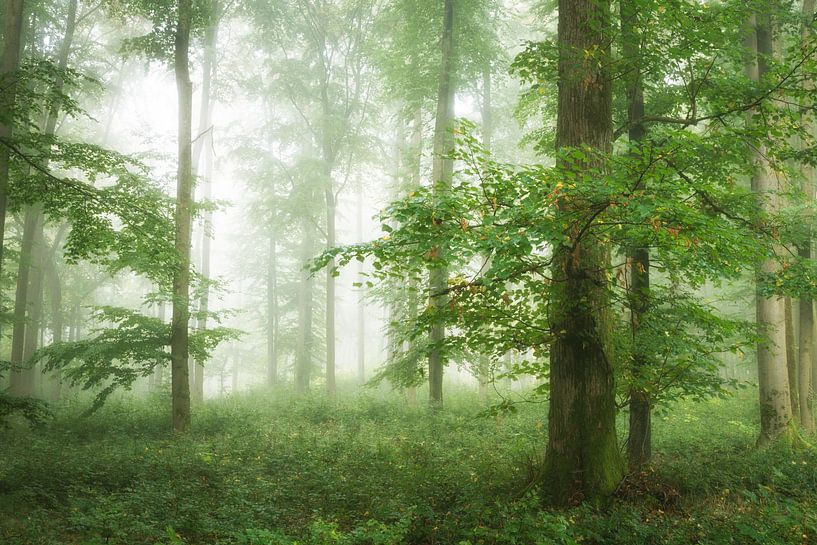 Une forêt verte dans la brume par Tobias Luxberg