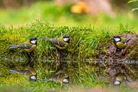 vogels aan de waterkant