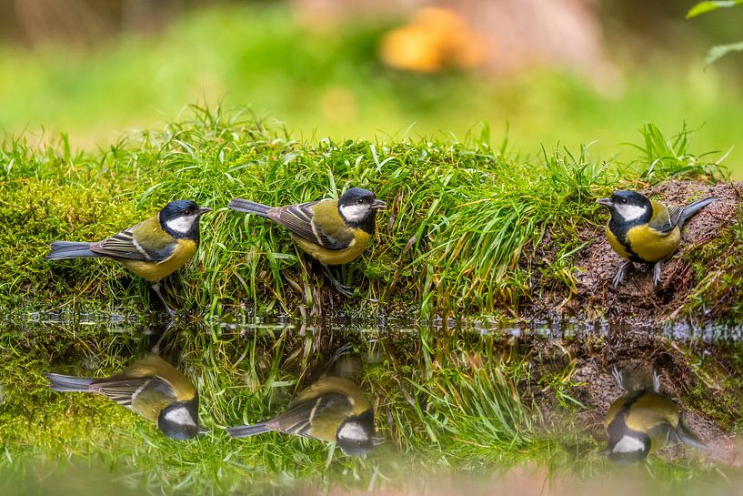 3 little birds by Rob Bout