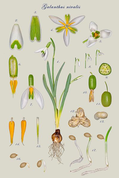 Snowdrop Galanthus nivalis by Robert Brons
