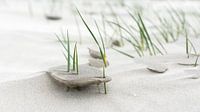 Jeune marram grass par Greetje van Son Aperçu