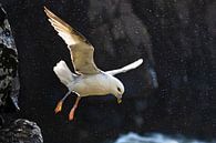 Noordse Stormvogel (Fulmarus glacialis auduboni) van Beschermingswerk voor aan uw muur thumbnail