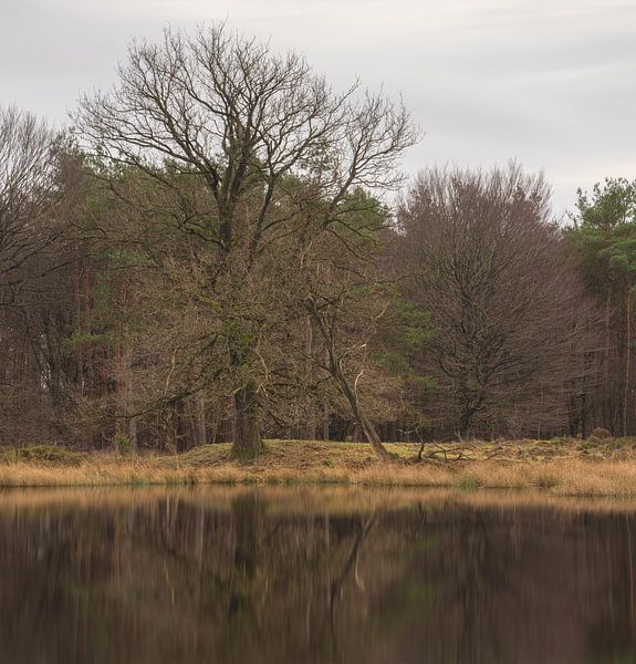 Dwingelderveld (Netherlands) by Marcel Kerdijk