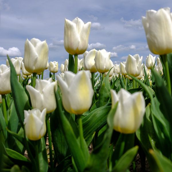 Fijne witte tulpen van Joke Beers-Blom