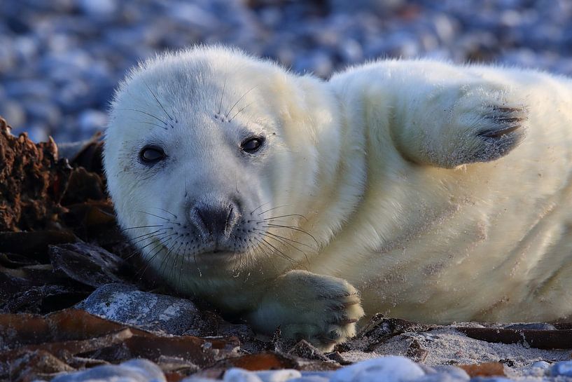 Kegelrobbe Heuler Insel Helgoland Deutschland von Frank Fichtmüller