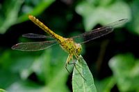 Libelle