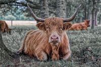 Een Schotse Hooglander in het bos