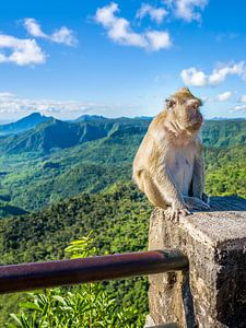 Mauritius: Javaner-Affe am Gorges Viewpoint