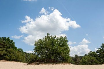 Nationaal Park De Loonse en Drunense Duinen van Richard Wareham