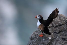 Puffins Norway by Frank Fichtmüller