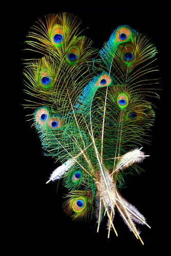 Peacock feathers blend