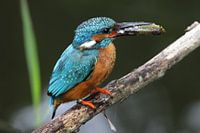Ijsvogel met visje