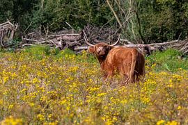 Highlander in a flower field. by Els Oomis