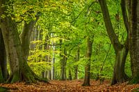 Clingendael