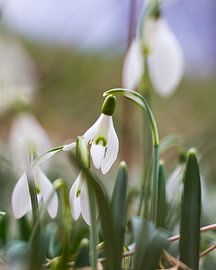 Snowdrop by Dianthe Forkink