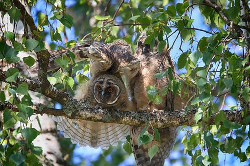 Jonge ransuil (Asio otus) zittend in boom, Duitsland