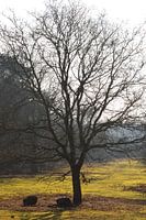 Boom met mooie lichtval in de winter