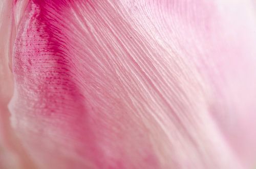 Ein Tulip schließen