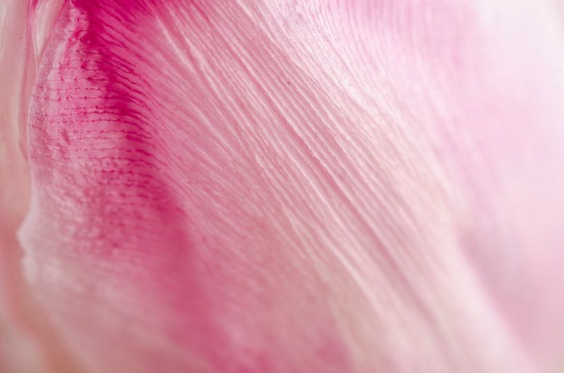 A proximité Tulip par Sven Wildschut