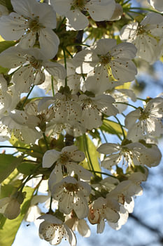 Summer cherry blossom