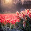 Des tulipes rouges et un soleil couchant sur Johan Honders
