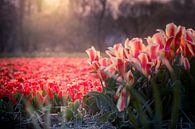 Rode tulpen en een ondergaande zon van Johan Honders thumbnail