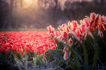 Rode tulpen en een ondergaande zon