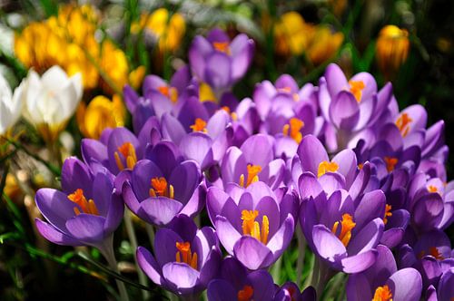 Voorjaars krokussen
