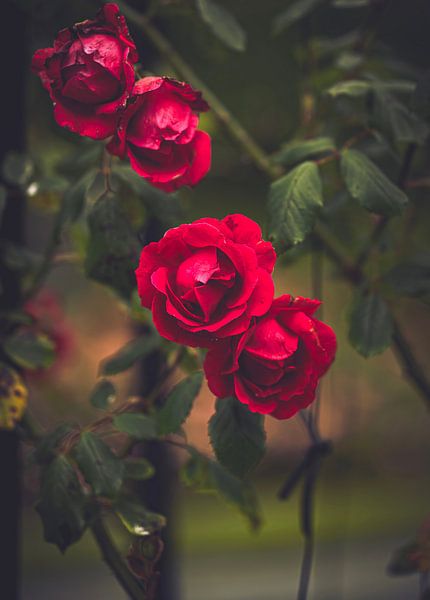 4 red beautiful roses. by Robby's fotografie
