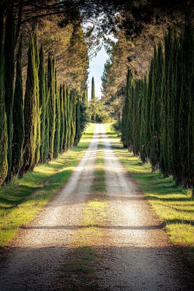 Allée des cyprès par Poster Art Shop