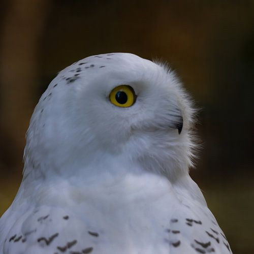 Sneeuwuil, Bubo scandiacus