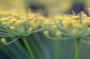Look to me, Fennel Macrophotography